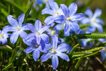 Closeup of blooming blue scilla luciliae flowers with raindrops in sunny day. First spring bulbous plants. Selective focus with bokeh effect.