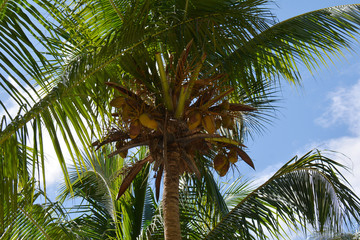 palm tree with coconuts from below