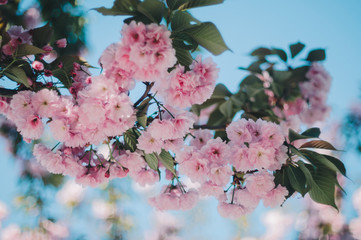Cherry blossom in full bloom. Cherry flowers in small clusters on a cherry tree branch with blue background