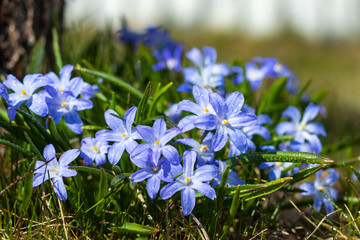 Closeup of blooming blue scilla luciliae flowers with raindrops in sunny day. First spring bulbous plants. Selective focus with bokeh effect.