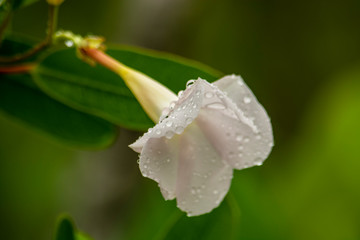 EL WATERPROOF DE LAS FLORES