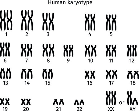 Scheme of normal karyotype of human somatic cell 46XX and 46XY