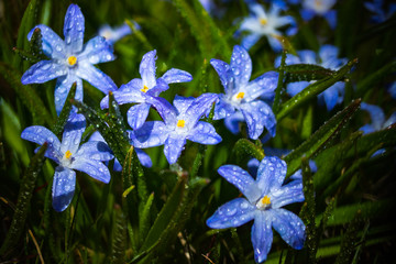 Closeup of blooming blue scilla luciliae flowers with raindrops in sunny day. First spring bulbous...
