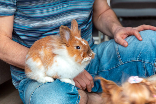 Decorative rabbit the Lion Head sits amiably on the lap of its owner. Caring and love for pets.