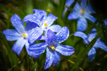 Closeup of blooming blue scilla luciliae flowers with raindrops in sunny day. First spring bulbous plants. Selective focus with bokeh effect.