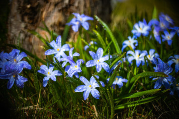 Closeup of blooming blue scilla luciliae flowers with raindrops in sunny day. First spring bulbous plants. Selective focus with bokeh effect.