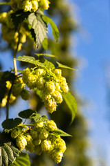 Fototapeta premium Hop field in Zatec region, Czech Republic