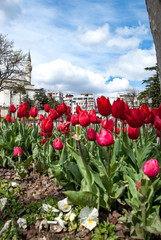 Obraz premium Low angle of red tulips, Istanbul, Turkey