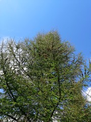 trees and sky
