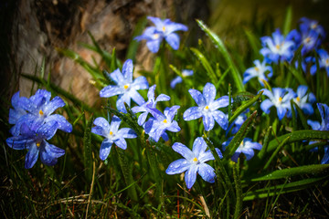 Closeup of blooming blue scilla luciliae flowers with raindrops in sunny day. First spring bulbous plants. Selective focus with bokeh effect.