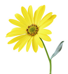 Beautiful yellow daisy (Marguerite) in side view, isolated on white background including clipping path.