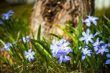 Closeup of blooming blue scilla luciliae flowers with raindrops in sunny day. First spring bulbous plants. Selective focus with bokeh effect.