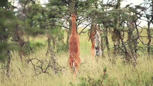 Gerenuks eating from a thorny tree on hind legs, in the Kenyan bush, Africa