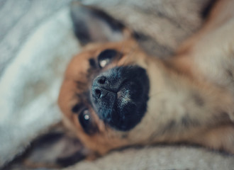 Selective focus on the nose of a Brown chihuahua lying on its bed. Blurry background.