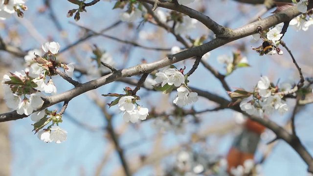 Beautiful cherry branch in spring white blossom on a bright blue sky background. The bee collects pollen and honey from the cherry blossom. Slow motion.