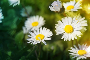 Close-up of white Daisy flowers blooming outdoor