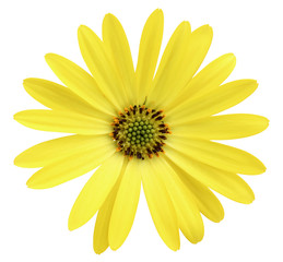 Beautiful yellow daisy (Marguerite) in the top view, isolated on white background including clipping path.