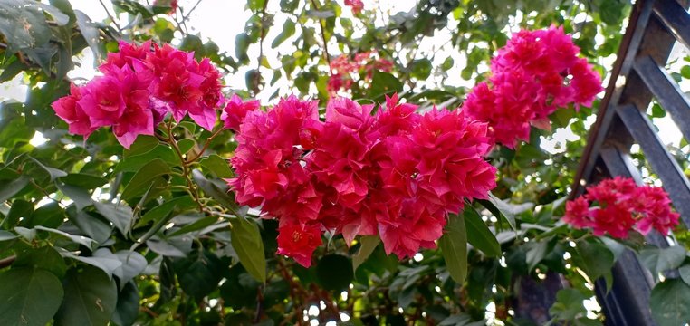 pink bougainvillea in the garden