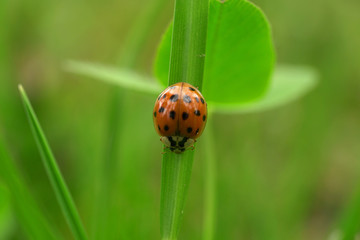 Close-up of spring red ladybug Harmonia axyridis on green leaf
