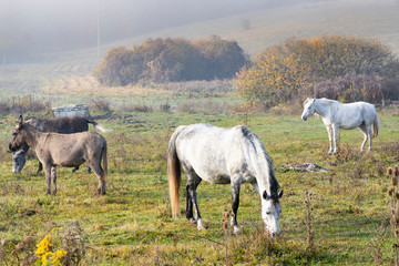 Naklejka na ściany i meble Herd of horses in northern Hungary