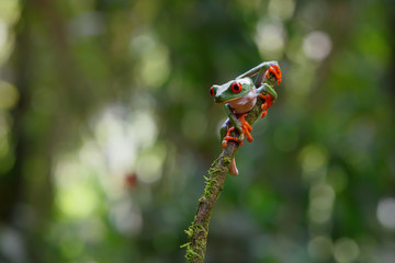 Red eyed tree frog (Agalychnis callidryas) sitting on a branch near Sarapiqui in Costa Rica.