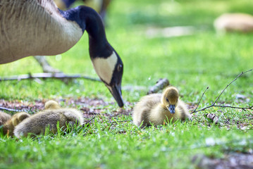 Canada goose goslings ( Branta Canadensis ),Teverener Heide Natural Park, Germany