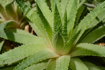 close up of agave plane