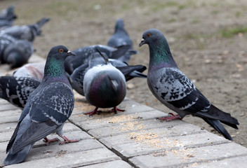 image of many pigeon birds on the street
