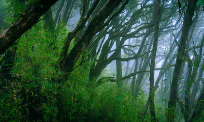 Mysterious forest of rhododendron trees with rolling fog in the mountains of Nepal.  The moody and dark forest is a common scenery while trekking in Nepal.