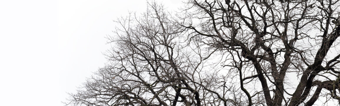 image of trees without leaves