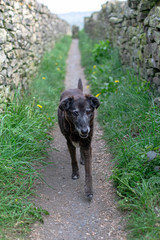 dog on the road