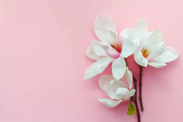 Zelfklevend Fotobehang beautiful bouquet of white magnolia flowers isolated on pink background, copy space, top view, flat lay © zakalinka