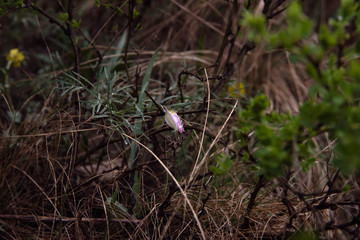 snowdrops in the forest