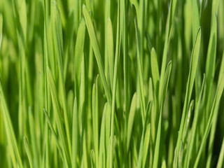 Nutritious homegrown Wheatgrass plants. close-up view