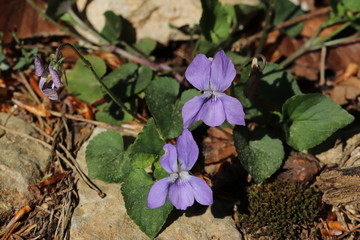blühende blüten von waldpflanzen im frühling