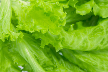 Green Leaf Salad.  background, closeup