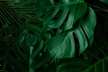 Plakat closeup nature view of green monstera leaf and palms background. Flat lay, dark nature concept, tropical leaf
