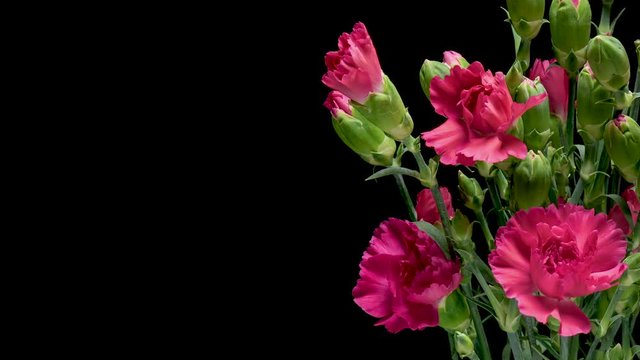 Time Lapse of blooming pink Carnation Flowers. Beautiful Carnation opening up. Timelapse of blossom carnation bouquet with green leaves on black background.