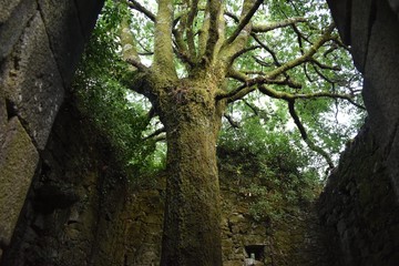 tree inside ruins