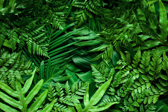 closeup nature view of green monstera leaf and palms background. Flat lay, dark nature concept, tropical leaf
