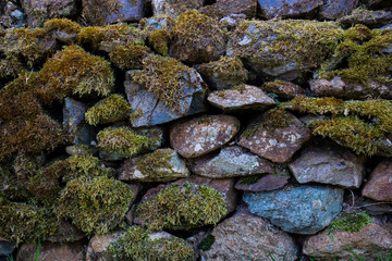 Moss on Lakeland stone wall.