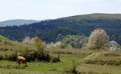 spring mountain view