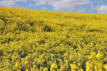field of yellow flowers, field, sky, yellow, agriculture, landscape, flower, nature, rapeseed, canola, spring, blue, summer, farm, plant, meadow, flowers, clouds, oil, oilseed, rural, green, crop, 