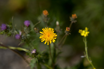 FLOR AMARILLA III