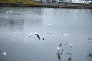 swans on the lake
