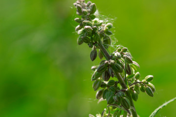 Fototapeta na wymiar close up of marijuana, hemp bud . Cultivation of cannabis concept