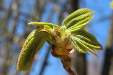 
Young fresh chestnut leaves emerged from buds in spring