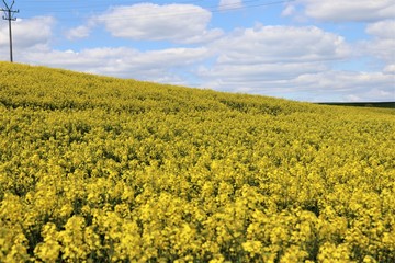 rapeseed field in spring, yellow, agriculture, nature, landscape, flower, sky, spring, rapeseed, flowers, plant, canola, countryside, blue, summer, oilseed, meadow, farm, crop, rural, oil, green, 