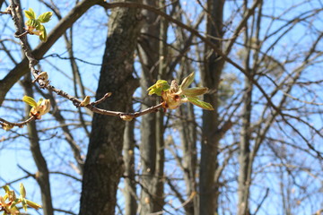 
Young fresh chestnut leaves emerged from buds in spring