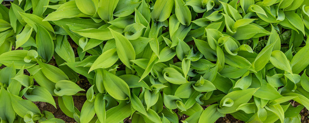 Texture of beautiful green leaves of lily of the valley, Convallaria majalis. Highly poisonous...